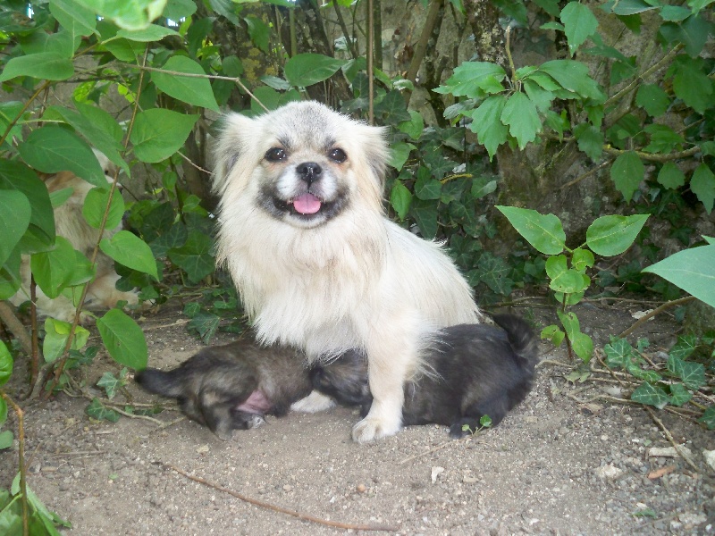 Diane blonde du Cèdre Enchanté